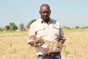 Zimbabwe: droogte bedreigt maisoogst
