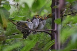 Onderzoek: verkeerslawaai belemmert groei van babyvogels